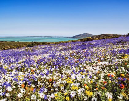 FLOWERS AS FAR AS THE EYE CAN SEE