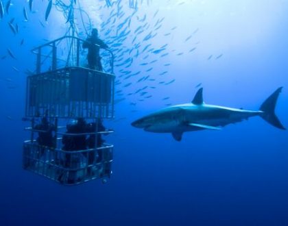 White shark project       إغطس مع القرش