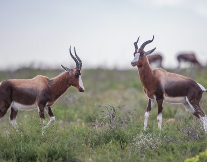 South African National Parks Week