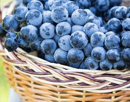 Delight in the magic of harvest in the heart of Route62