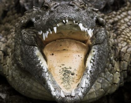 Africa's Deadliest Reptile Show