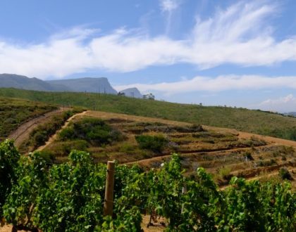 Virtual SA Wine Industry Birthday Celebration